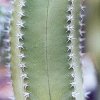 Lophocereus_sargentianus